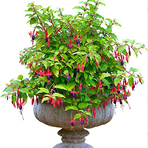Fuchsia Genii - Outdoor Plants Garden Ready - Gorgeous Flowering Upright Garden Shrub - Hardy Plant for Pots, Containers, Flower Beds and Borders (9cm Pot, 10-20cm)