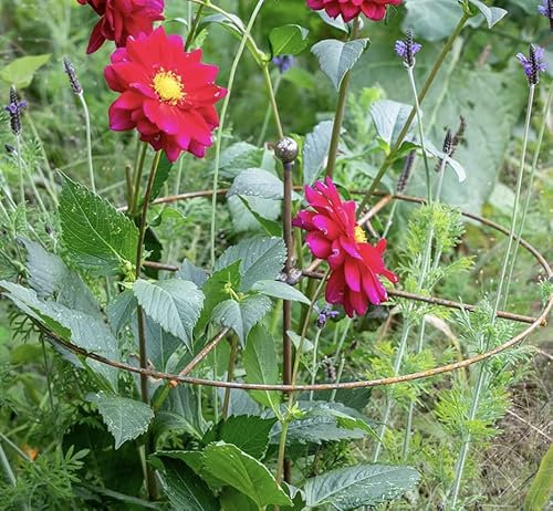 GAP GARDEN PRODUCTS Metal Rust Simple Circle Plant Support (pack of 8 or 6) Ideal plant support for dahlias, delphiniums etc (6, Rustic Patina)