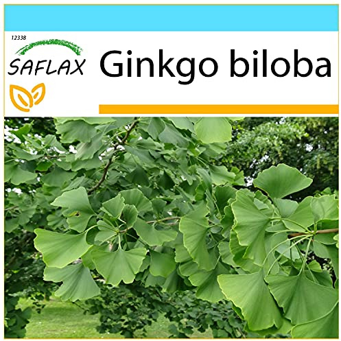 SAFLAX - Geschenk Set - Ginkgo - 4 Samen - Mit Geschenk- / Versandbox, Versandaufkleber, Geschenkkarte und Anzuchtsubstrat - Ginkgo biloba