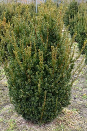Pyramiden Eibe Taxus media Hillii 30-40 cm hoch dichtbuschig mit Ballen