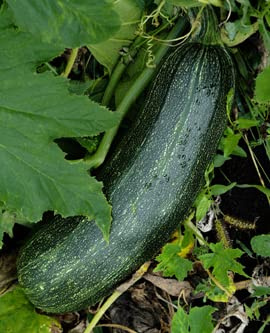 Seedeo Zucchini Black Beauty (Cucurbita pepe) 10 Samen BIO