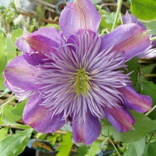 Clematis 'Crystal Fountain' Evipo038 – Winterhart, Mehrjährig – Waldrebe – Kletterpflanze für Pergola & Rankhilfe