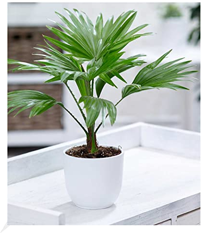 BALDUR Garten Palme Livistona Rotundifolia, 1 Pflanze, Luftreinigende Zimmerpflanze, unterstützt das Raumklima, Zimmerpalme Fächerpalme Zimmerpflanzen, mehrjährig - frostfrei halten
