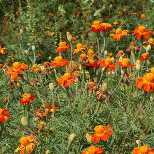 Nematode Control Marigold 0.25 Oz ~1,525 Seeds – Tagetes patula – Non-GMO French Marigold – Natural Pest Repellent Cover Crop – 30–40” Tall – Bright Orange Blooms – Drought & Deer Resistant Annual