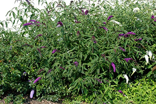 Buddleja davidii 'Royal Red' Sommerflieder im Topf gewachsen 60-100cm
