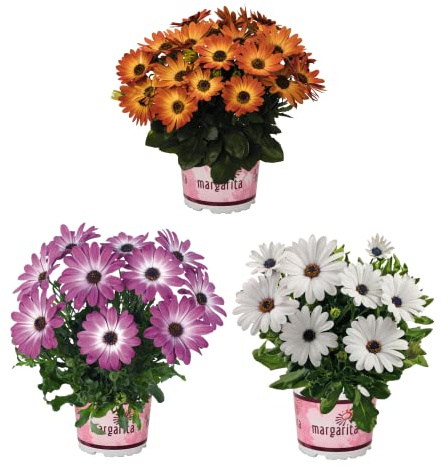 Margarita Dimorfoteca Pack 3 Plantas Naturales con Flores de Colores para Jardín y Terraza