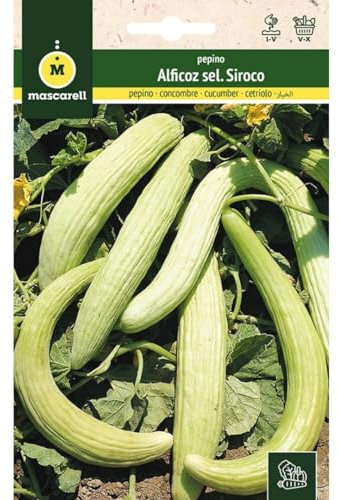 Mascarell Semillas, PEPINO, Semillas para Huerto, PEPINO ALFICOZ SEL. SIROCO, Crea tu Propio Huerto Urbano y Cultivo en Casa, Plantas Hortícolas, 3 Gramos