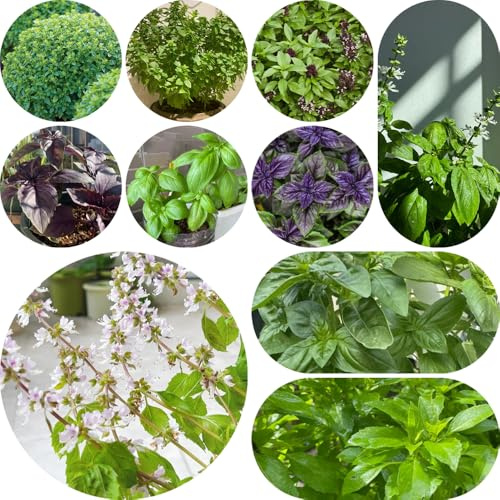 semillas de albahaca - perennes resistentes balcón jardín raras 1000pcs