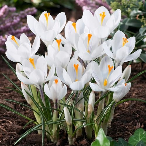 Crocus Bulbes Botaniques Jeanne d'Arc - 50 Bulbes de Fleurs à Planter Exterieur - Plantes Vivaces Exterieur - Rustique - Naturelle Plantes (pas de graines, non artificielle)