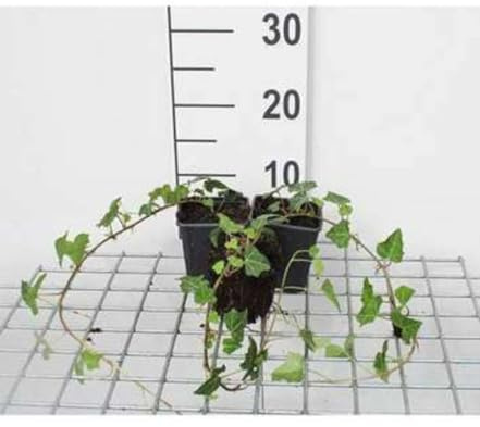 12 x Hedera helix - Edera comune - vaso 9x9 cm