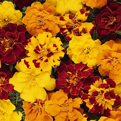 Marigold Seeds - Durango Series - Mix - 500 Seeds - Tagetes patula - Non-GMO, Open Pollinated - Flower Gardening