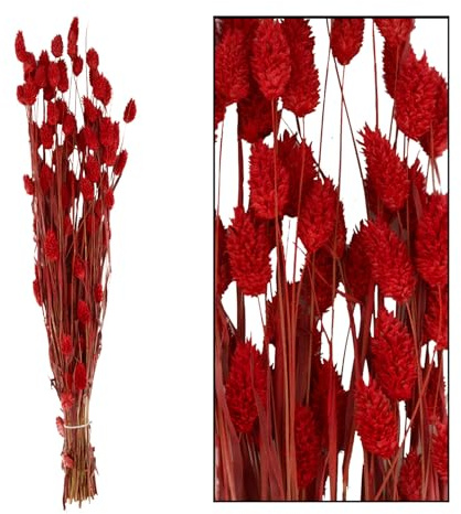 Getrocknete Phalaris Blumen Blumenstrauß aus getrocknetem Gras Boho Dekorationen 76 cm (Rot)