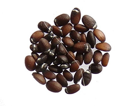 Cotaria – 150 semillas – Nepeta Cataria – SEM05