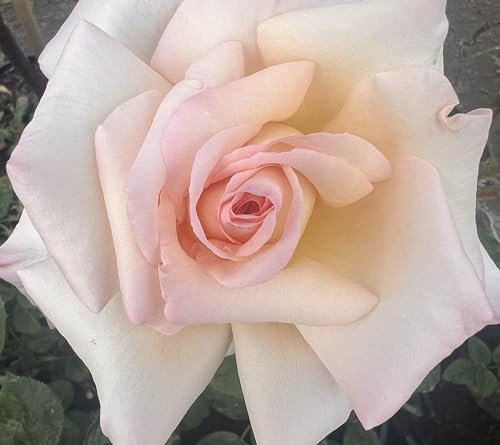 Sarah - White and Light Pink Blooms - Hybrid Tea Rose Potted 4L - Lovely Gift Idea