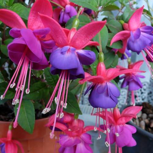 Red Purple Fuchsia Plant Live, Fuchsia Flower Plant, Indoor Outdoor Garden Planting, 2-4 Inches Tall