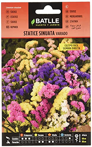 Semi di Fiori - Statice Sinuata variata - Batlle