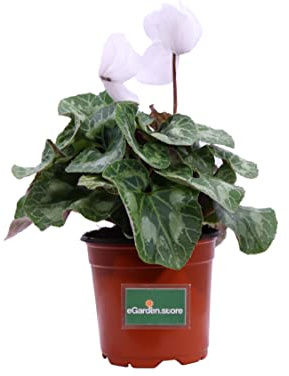 Pianta di Ciclamino Pianta da esterno di Ciclamino in vaso di plastica Pianta vera di Ciclamino venduta da eGarden.store (Bianco)