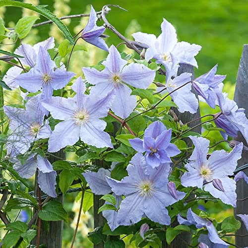 Clematis Blue Angel | Hardy Deciduous Climbing Outdoor Garden Shrub in 9cm Pot
