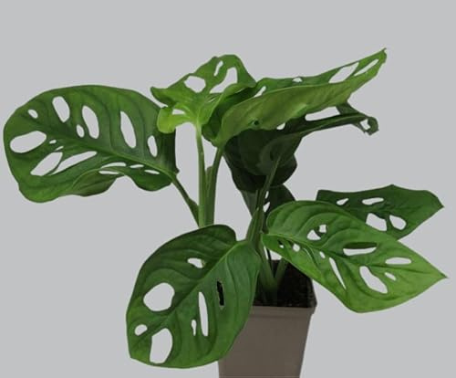 florari Monstera adansonii/geschlitztes Fensterblatt