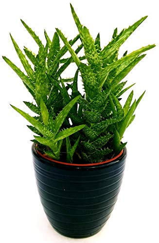 POWERS TO FLOWERS - ALOE VERA SQUARROSA IN VASO CERAMICA NERO A RIGHE, Pianta vera
