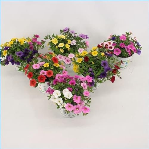 Calibrachoa - Plantas Vivas - Pack de 6 Unidades de Plantas Naturales Calibrachoas de Colores