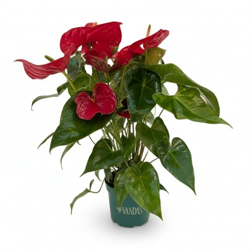 Vandas Anthurium Rosso – Pianta da Interno con Fiore Lucido e Spata Rossa | Elegante e Facile da Curare | Idea Regalo Raffinata | Made in Italy