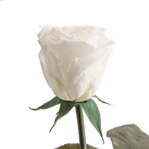 ROSEMARIE SCHULZ Heidelberg Ewige Rose Weiß - 30-35 cm echte Infinity Rosen konserviert in Weiß mit Stiel und Rosenduft - Geschenke für Frauen Hochzeit Deko für Blumenvase