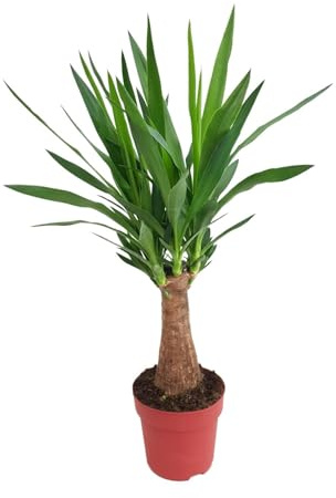 Yucca Albero di Maya - 70-80cm - Ø19cm - Pianta d'appartamento - Sempreverde