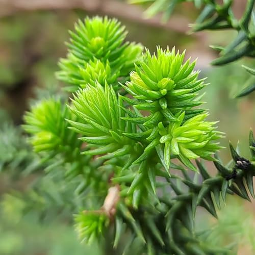 araucaria araucana - balkongarten kräutersamen pflanzensamen gartensamen exotische zimmerpflanzen stauden winterhart mehrjährig grünpflanzen wildkräuter gartenpflanze blumengarten 30samen