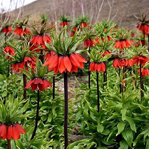 kaiserkronenknollen kaiserkrone - topfpflanzen Bonsai Topf blumenzwiebeln pflanzenkübel pflanztöpfe kräutergarten deko büro steingartenpflanzen büropflanzen hochbeete für 9zwiebeln