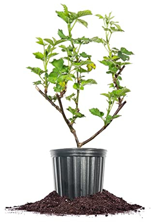 Perfect Plants Triple Crown BlackBerry Bush 1 Gallon | Live Vining Fruit for Outdoor Planting | Large Fruits for Home Gardens | Dark Purple Berries are Sweet & Healthy