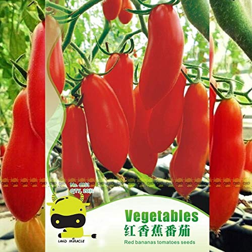 Semi di germinazione Semi di ortaggi di pomodoro gigante rosso banana Pomodori succosi