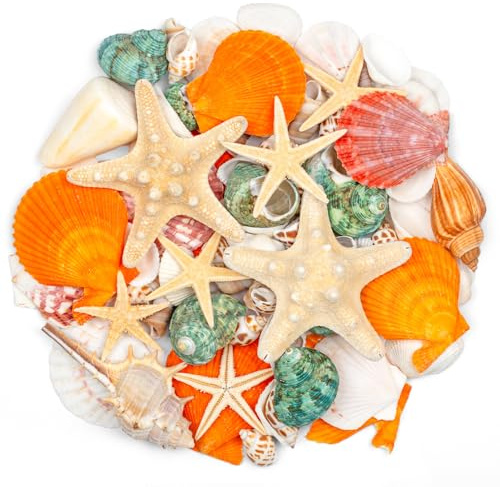 SKOOLOVE 12 tipos de conchas de playa mixtas 2,5-8 cm, varios tamaños, conchas naturales, estrellas de mar, decoración para macetas, manualidades, fiestas temáticas de playa, acuario