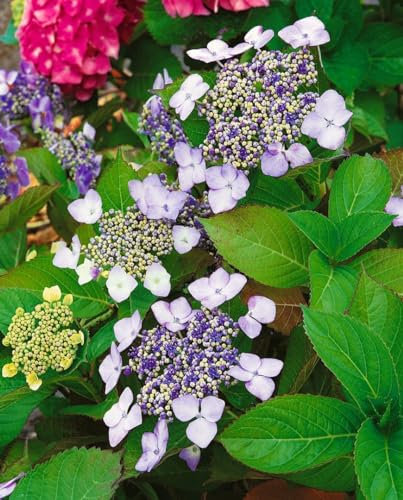 Hydrangea macrophylla 'Mariesii Perfecta' - Bauernhortensie, Blau-Rosa Blüten, Winterhart, Sol C10, 40-60cm Gartenpflanze
