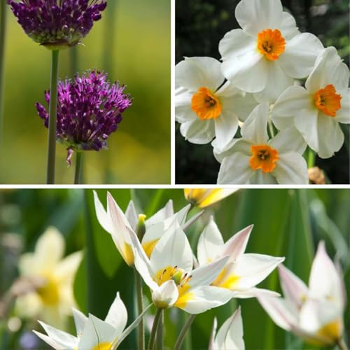 Plant in a Box - Coffret Jardin Sec - 35 bulbes pour lieux secs et ensoleillés - Mélange de bulbes précoces avec tulipe, narcisse et allium - Facile à entretenir & vivace