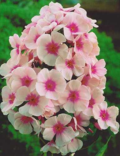 Hoher Phlox paniculata Bright Eyes Flammenblume3 Wurzelstücke Winterhart Staude