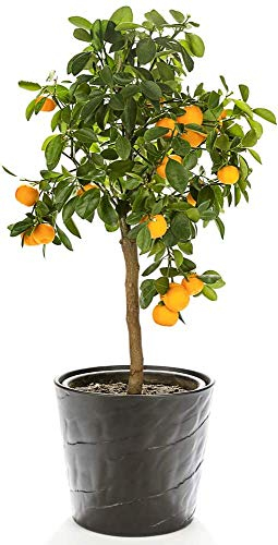 Fragrant Flowering Orange Tree Citrus Fruit Houseplant Grow Your Own, Patio Plant for Home, Office & Conservatory 9cm Pot x3 by Thompson & Morgan (3)