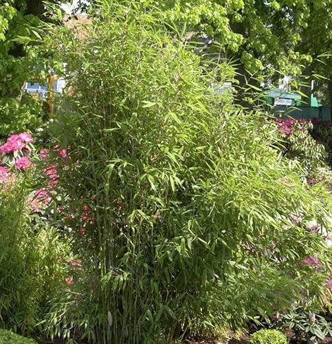 Gartenbambus Simba 80-100cm - Fargesia murielae - lebende Gartenpflanze aus den Baumschulen