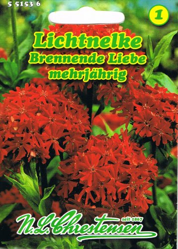 Lichtnelke Brennende Liebe Nelke Lychnis chalcedonica mehrjährig