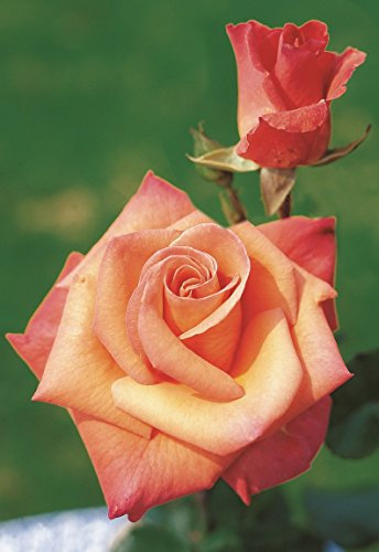 Edelrose Christoph Columbus im 5 Liter Rosentopf