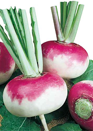 Germisem Rübe MILANO