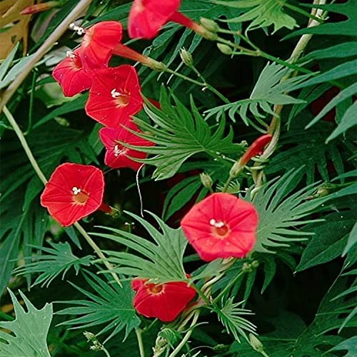 IPOMEA CARDINAL CLIMBER NR.50 SEMI