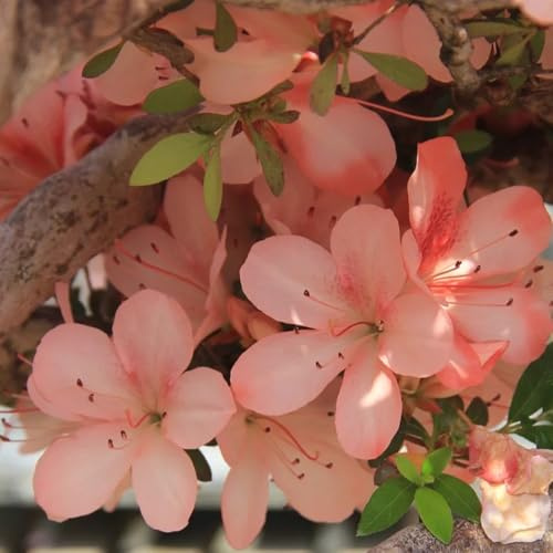 Semillas de azalea y rododendro, resistentes, setos, arbustos de balcón, resistentes jardín exóticas, primavera, 500pcs