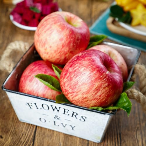 semi di melo-Coltivazione di semi,da frutto colonnari Giardino to,regali per gli amanti del giardino Giardino decorativo,150pcs