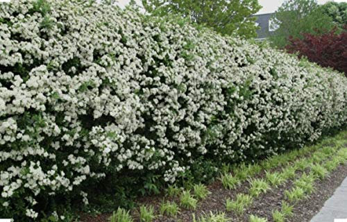 100 Hawthorn Quickthorn Hedging 40-60cm Native Plants Crataegus Wildlife Friendly by Sunnyside Nurseries