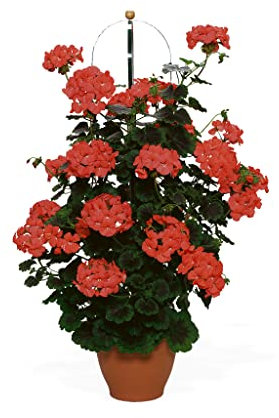 Climbing Geranium Antik Orange- 6 Starter Plants -Geraniums .Fantastic for pots, Plug Plants.Glam up Your Garden with Geraniums Summer is here! Plants Online.