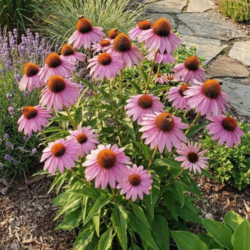 Bloomique - 3er - Set - Purpur - Sonnenhut (Echinacea purpurea) - Reichblühend - Winterhart - Mehrjährig - Höhe 10-20 cm - 9 - cm - Topf