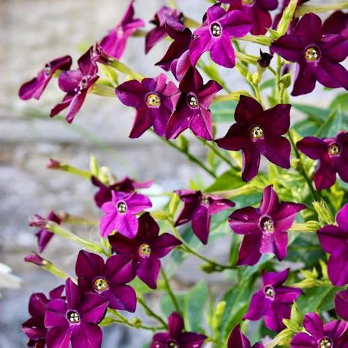 semi di tabacco - decorazione balcone rialzati biologici vecchie varietà giardino resistenti 700pcs