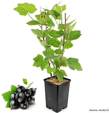 Cassissier Andega, arbuste à petits fruits, pot 1,3 L