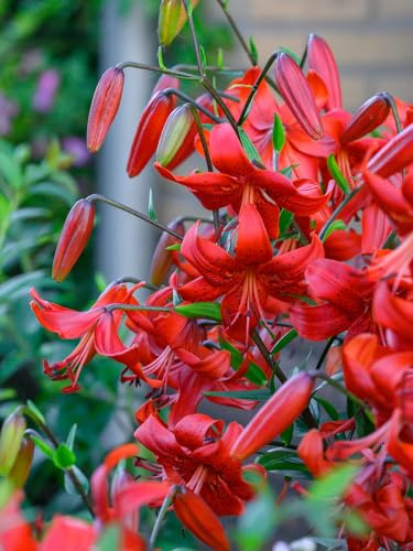 Lilie Red Life | 3 Stück | Knolle | Schnittblume | duftend | Verwildernd | Rot | 100% Blütegarantie | QFB Gardening